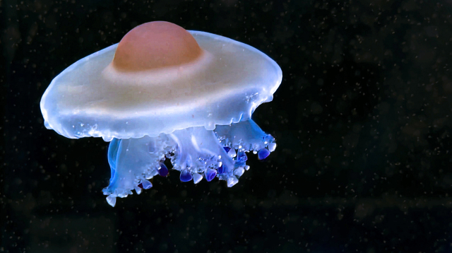 Photo: Fried egg jellyfish / Lisa Zimmermann, ZMT