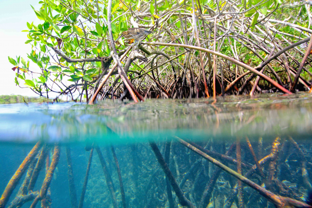 Mangrove in Galapagos | Photo: Tobias Poprick, ZMT