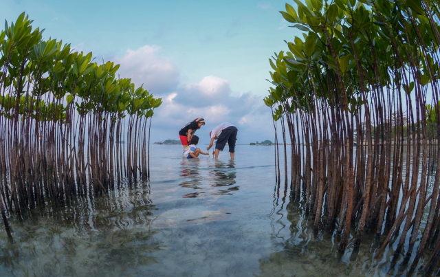 Eltern bringen ihrer Tochter das Pflanzen von Mangrovensetzlingen in einem gemeindebasierten Mangrovenaufforstungsgebiet auf den Seribu-Inseln, Indonesien, bei | Foto: Stevanus Roni