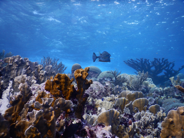Noch finden sich in der Karibik Korallenriffe wie dieses Riff vor Curaçao, die weitgehend intakt sind. (Foto: Lisa Röpke, Leibniz-Zentrum für Marine Tropenforschung)