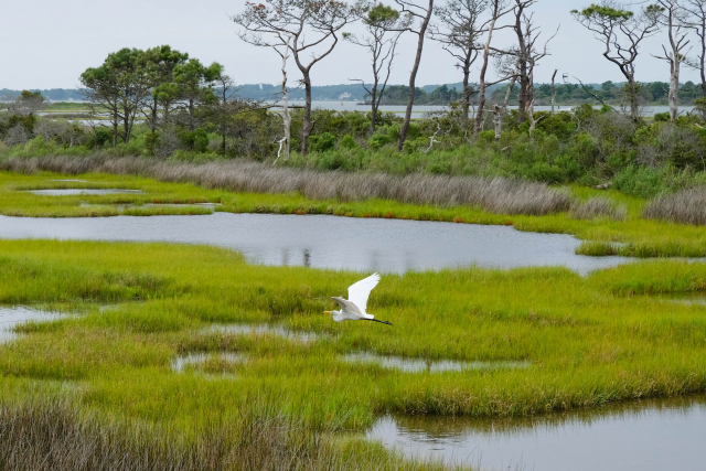 Salt marsh on Assateague Island in the United States | Photo: Sara Cottle via Unsplashen Vereinigten Staaten  | Foto: Sara Cottle via Unsplash