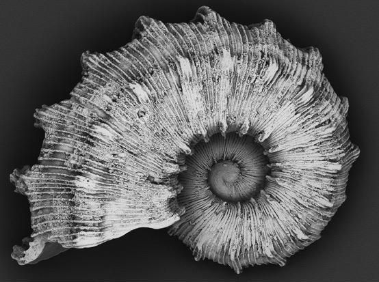 SEM image of a gastropod