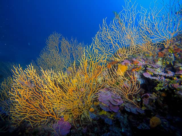 Gelbe Gorgonien bilden einen marinen Tierwald (Foto: Lorenzo Bramanti)