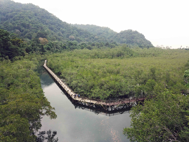 Mangrovenwald aus Sicht einer Drohne | Foto: Gustavo Castellanos-Galindo