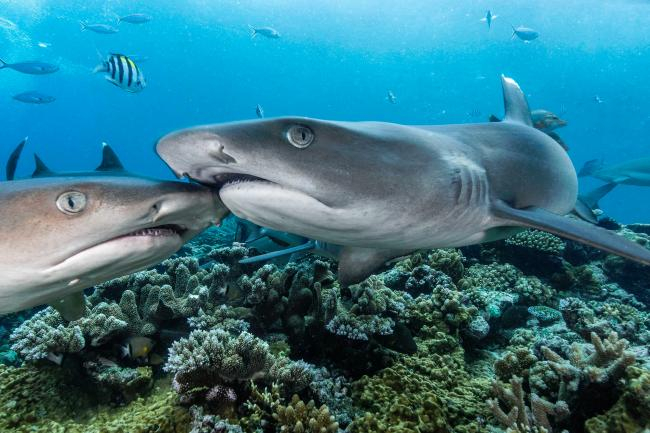 Two whitetip reef sharks (Trianeodon obesus) in Fidschi | Photo: Tom Vierus