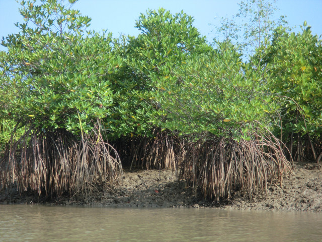 Mangroves carbon storage biomass sediment