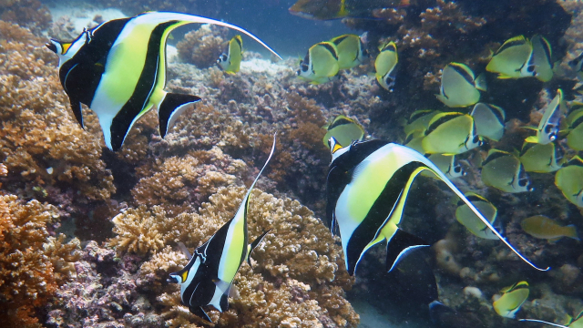EASMO will investigate for the first time the impact of climate change on the distribution of reef fish throughout the Eastern Tropical Pacific Ocean | Photo: Fernando Zapata (Universidad del Valle)