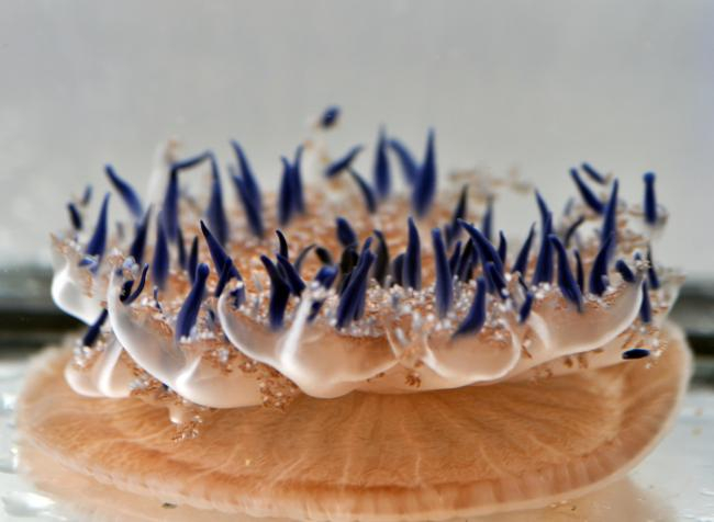 This project investigates if the culture of lower tropic level jellyfish could be a resource-efficient protein supply. | Photo: Achim Meyer, ZMT