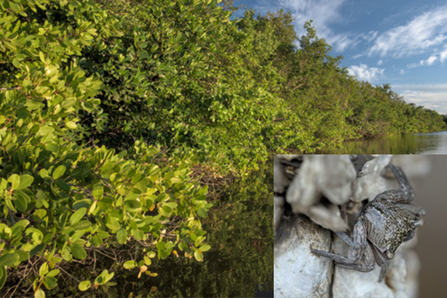 The image show a coastal mangroves forest. A photo of a mangrive crab has been added to the right corner of the image.