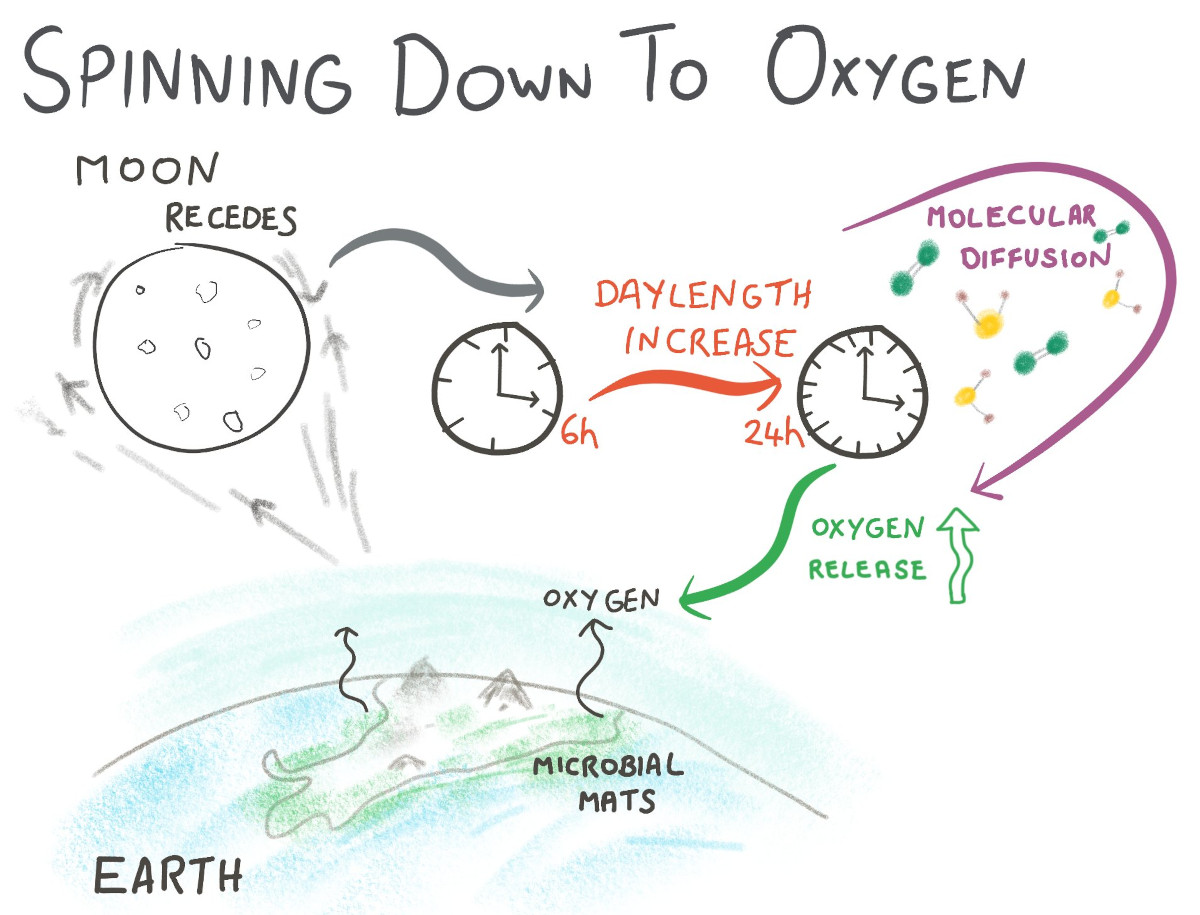 Spinning down to oxygen: the daylength effect