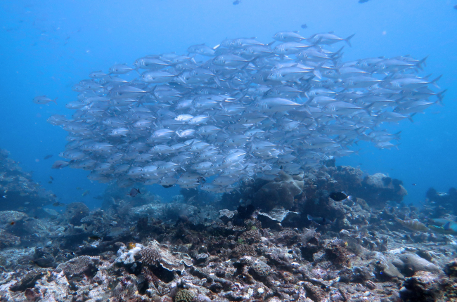 Fischschwarm in einem Korallenriff vor Indonesien | Foto: Sonia Bejarano, ZMT