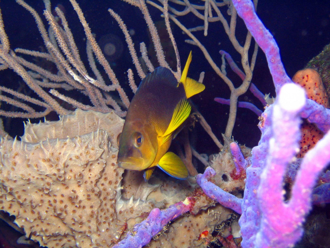 Ein Gelbbauch-Hamletbarsch (Hypoplectrus aberrans) in einem Korallenriff vor Barbados | Oscar Puebla, ZMT