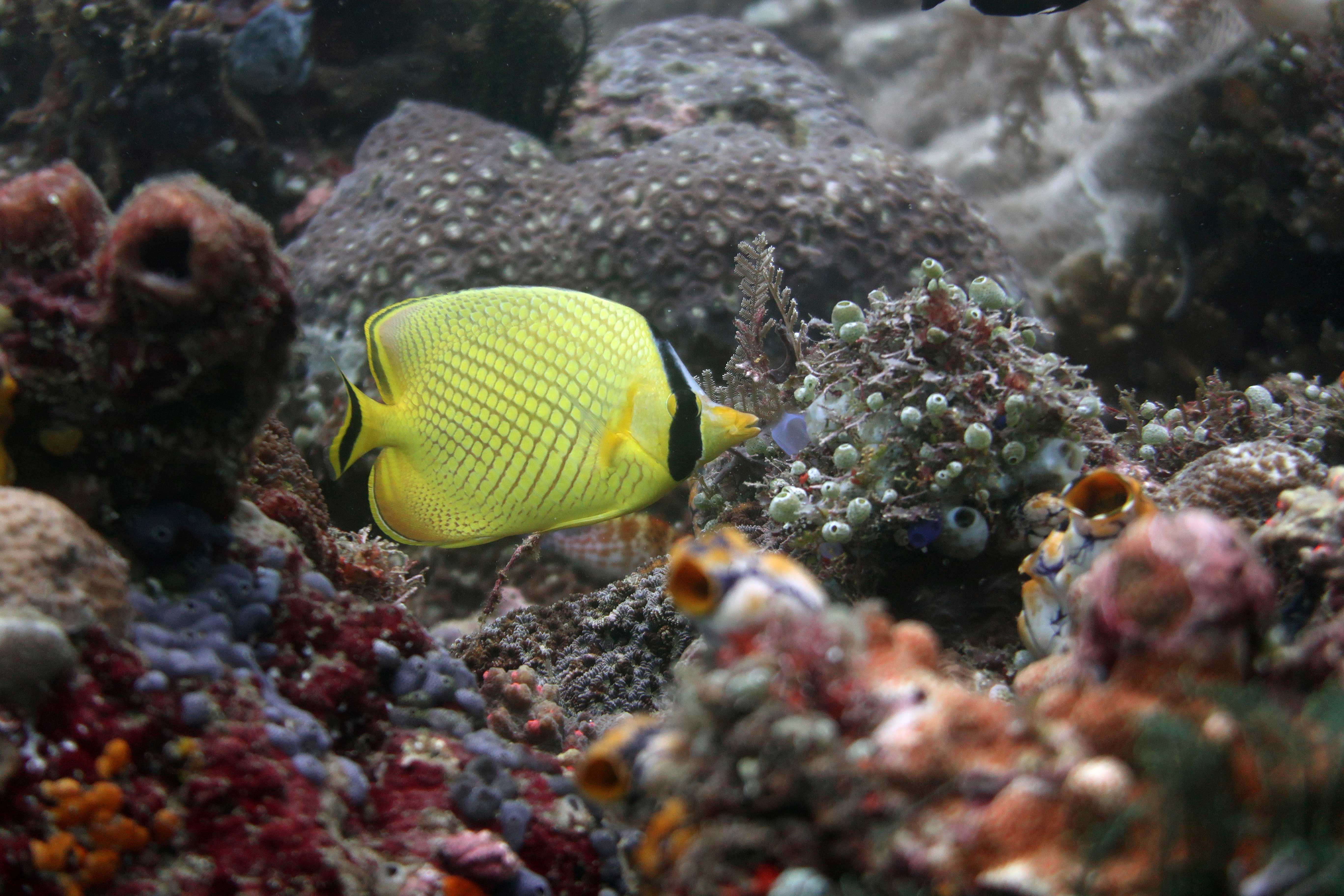 Ein leuchtend gelber Großschuppen-Falterfisch mit schwarzer Zeichnung schwimmt in der Nähe eines Korallenriffs. Der Fisch hat einen markanten schwarzen Streifen über dem Auge und diagonale Linien entlang seines Körpers. Das umgebende Riff ist lebhaft und strukturiert, mit verschiedenen Korallen und Schwämmen.