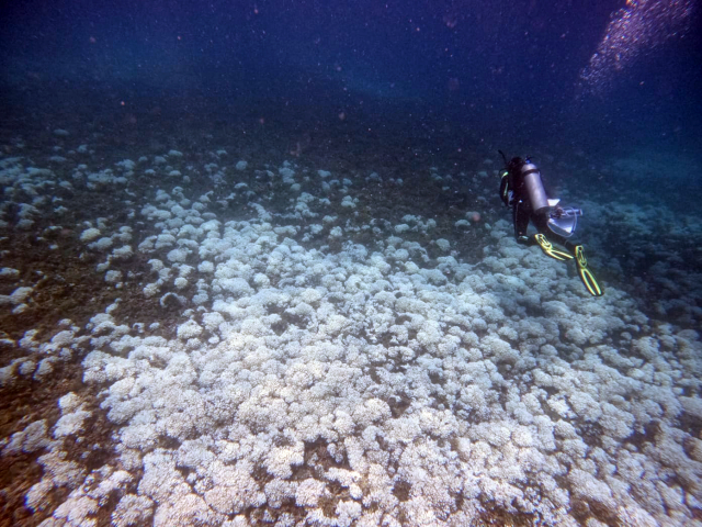 Fully bleached reef off Isla Iguana in Panama | Photo: Juan Maté