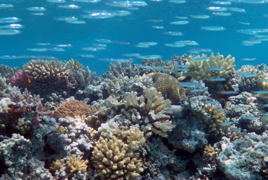 Korallen verschiedener Art in einem Korallenriff. Über dem Riff schwimmen Fische.