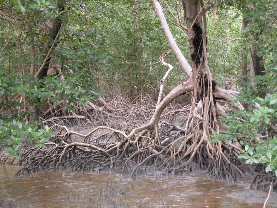 Mangrovebaum mit großen Wurzeln, die aus der Erde ragen.