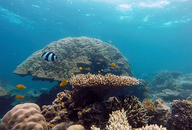 Damselfish of the genus Pomacentrus swarm around a branch coral, Indonesia  (Photo: Robin Gauff)