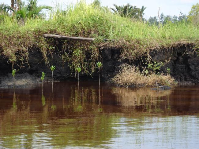 Torfsumpf auf Sumatra, der einer Palmölplantage weichen mußte (Foto: Tim Rixen, Leibniz-Zentrum für Marine Tropenforschung)