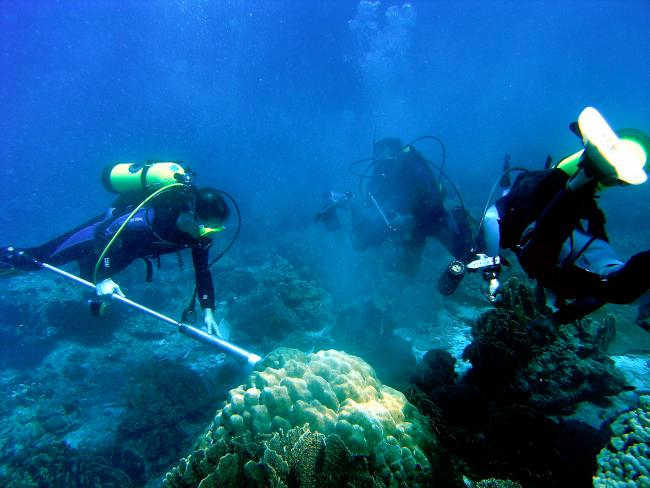 Entnahme eines Korallenbohrkerns in Thailand | Foto: Yvonne Sawall, ZMT