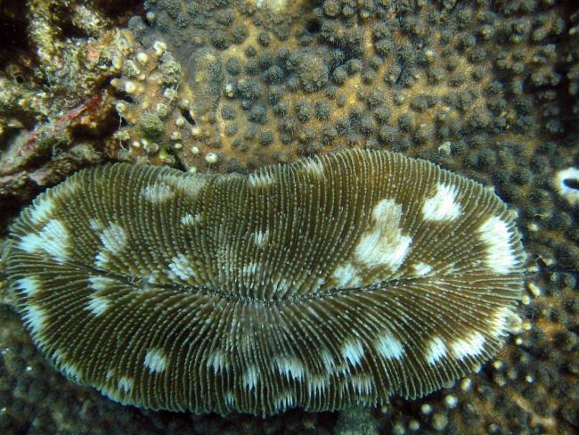 Diseased mushroom coral in the sea off Thailand | Photo: Georg Heiss