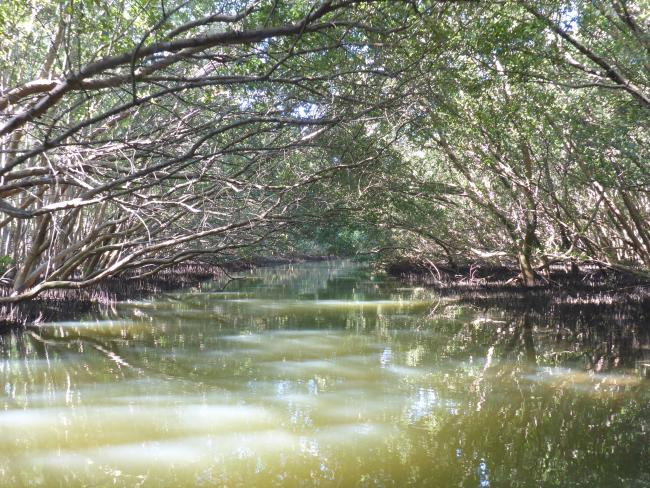 Durch die Verschmutzung der Meere und eine oft wenig nachhaltige Aquakultur-Nutzung ist der Bestand der Mangrovenwälder weltweit gefährdet | Foto: Martin Zimmer, ZMT