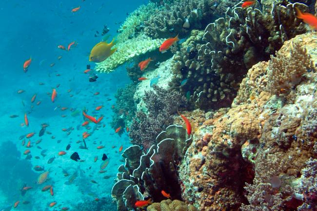 Coral reef with plenty of fish in a National Park off Thailand (Photo: Melanie Bon, ZMT)