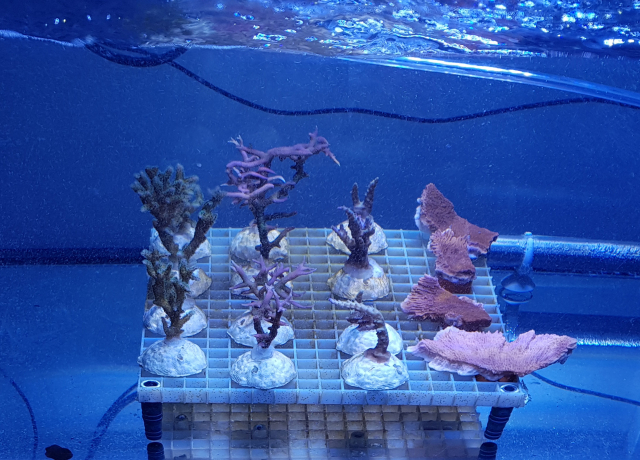 In der Meerwasseranlage des ZMT wurden vier verschiedene Korallenarten Mikroplastik ausgesetzt  | Foto: Florian Hierl, ZMT