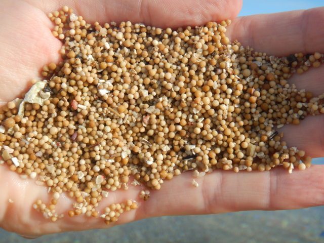 Foraminifera contribute to the formation of sandy beaches in the tropics, which are largely made up of the calcium carbonate from corals, calcareous algae, and foraminifera. | Photo: Marleen Stuhr, Leibniz Centre for Tropical Marine Research (ZMT)