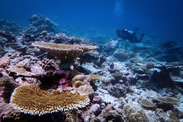 A recovering reef in the Chagos Archipelago six years after the bleaching event. (Photo: Dr Ines Lange)