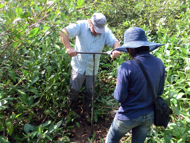 Mangroves in Indonesia | Photo: Tim Jennerjahn, ZMT