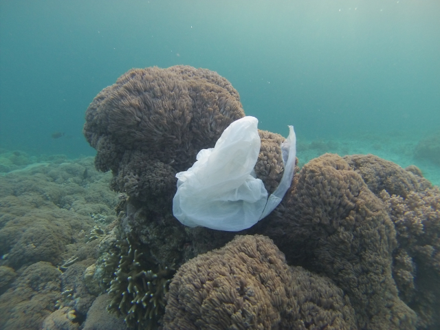 Plastic waste in the sea off Bali | Photo: Roger Spranz, ZMT / Making Oceans Plastic Free