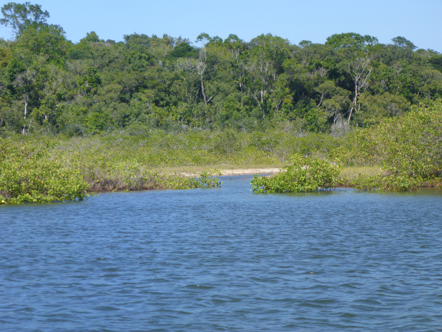 Mangroven und kleine Salzmarsch (Bildmitte) in Brasilien | Foto: Martin Zimmer, ZMT