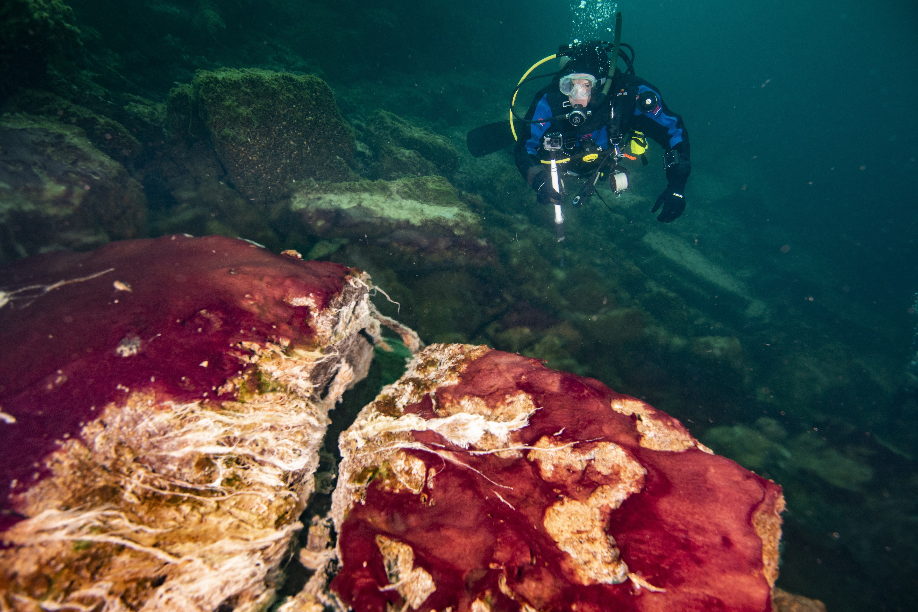 Ein Taucher beobachtet die violetten, weißen und grünen Mikroben, die die Felsen im Middle Island Sinkhole des Lake Huron bedecken. (Foto: Phil Hartmeyer, NOAA Thunder Bay National Marine Sanctuary)