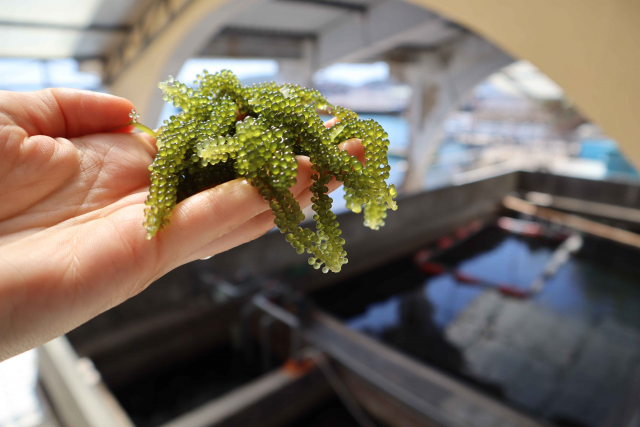 Sea grapes, here from an aquaculture in Vietnam (Photo: Lara Stuthmann, Leibniz Centre for Tropical Marine Research)