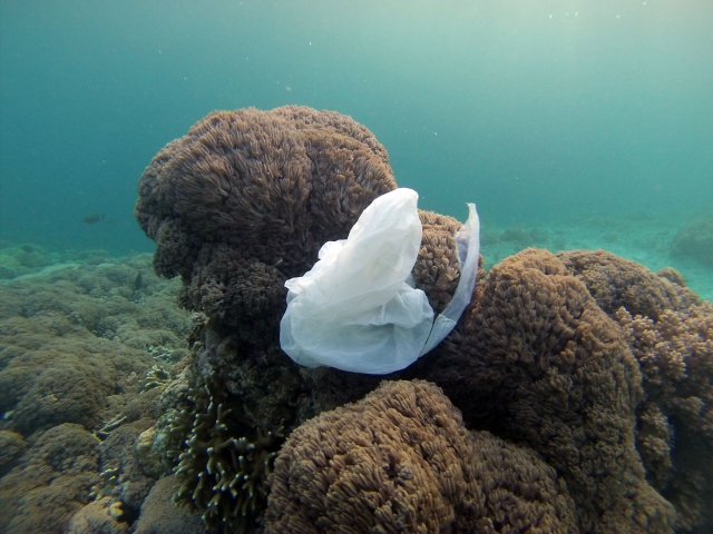 Reef at Bali | Photo: Roger Spranz