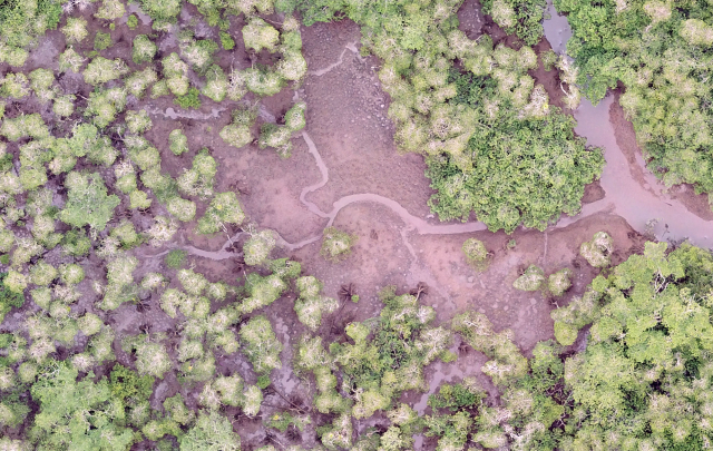 Luftbild eines Mangrovenwaldes im Utría-Nationalpark an der kolumbianischen Pazifikküste  | Foto: Gustavo Castellanos-Galindo, ZMT
