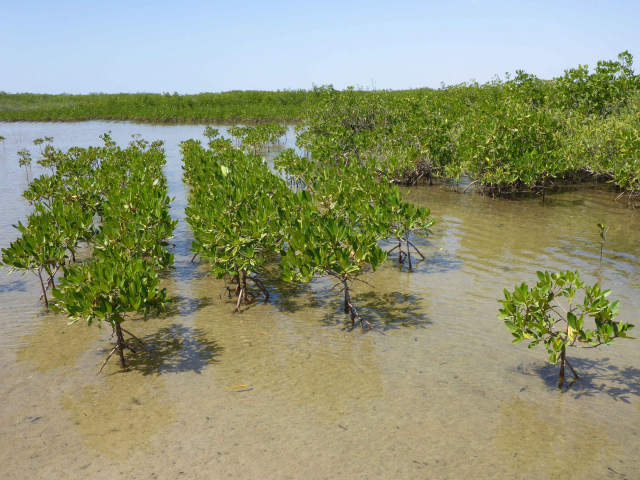 Junge Mangroven wachsen nach erfolgreicher Anpflanzung am Sine Saloum-Ästuar in Senegal | Foto: Martin Zimmer, Leibniz-Zentrum für Marine Tropenforschung (ZMT)