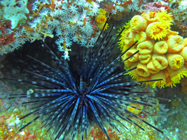 Sea urchin, Costa Rica | Photo: Ines Stuhldreier