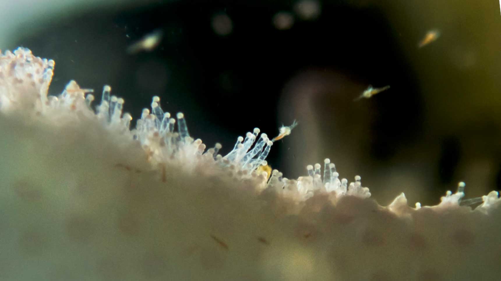 3 ZMT Close Up Feeding Stylophora pistillata web