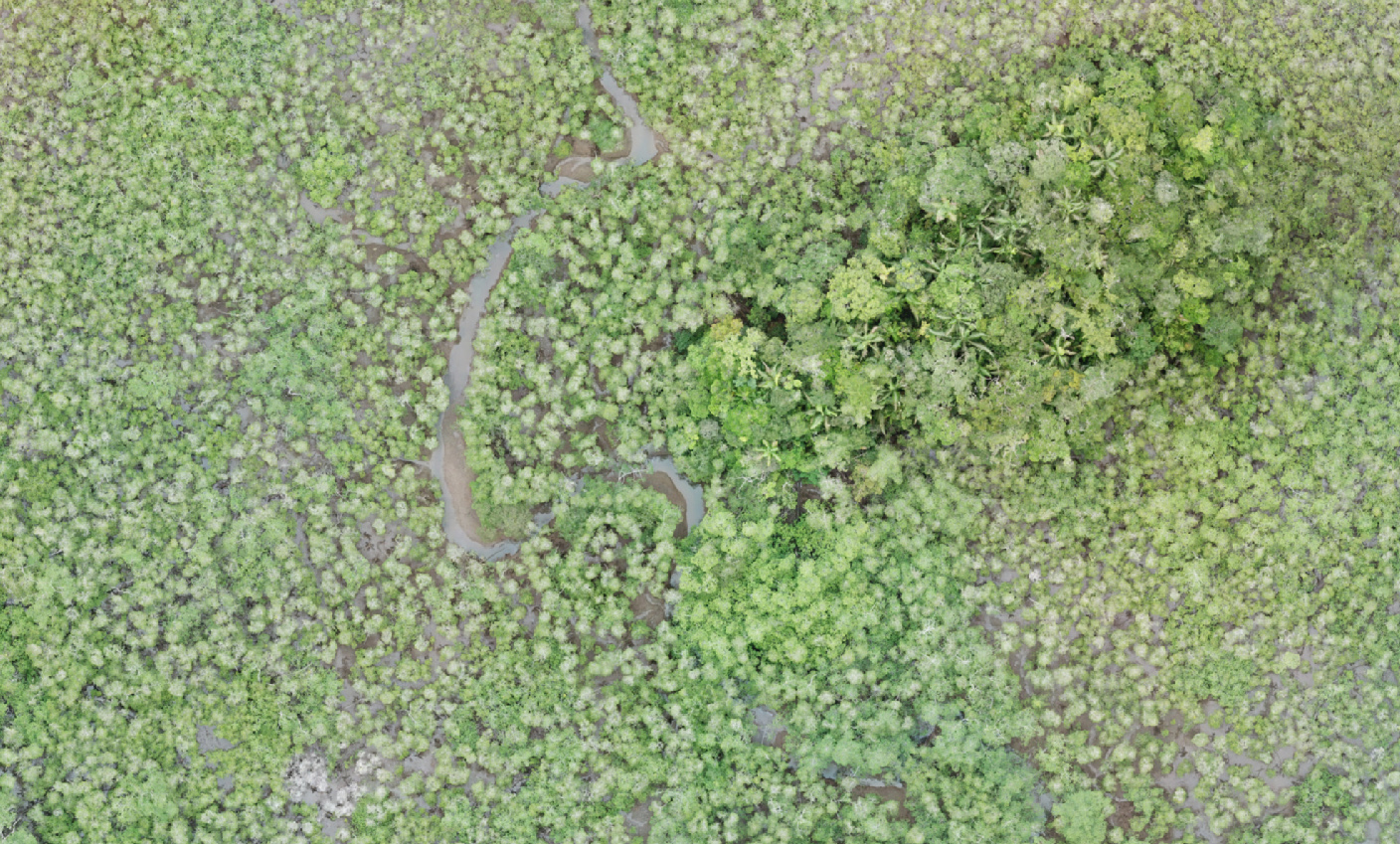 Mangrovenwald Kolumbien Gustavo Castellanos Galindo Kopie