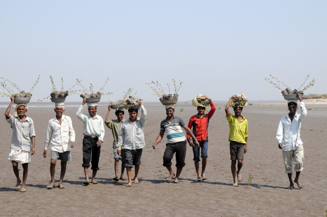 Arbeiter transportieren Mangrovensetzlinge in einem Wiederaufforstungsprojekt in Gujarat, Indien | Foto: Ulrich Saint-Paul, ZMT