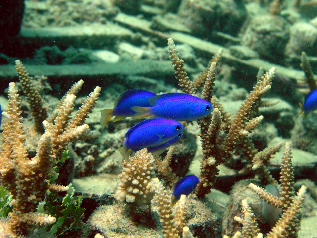 Damselfish colonize coral fragments that have been exposed on small cement bases, Indonesia. | Photo: Sebastian Ferse, ZMT