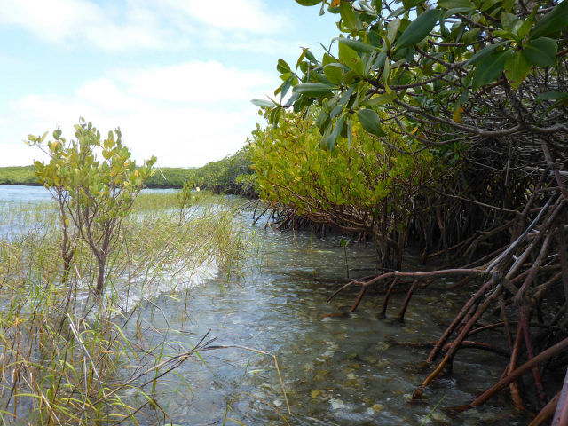 Mangroves in La Paz, Mexico | Photo: Martin Zimmer, ZMT