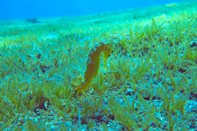 Die kleinwüchsige invasive Seegrasart Halophila stipulacea vor Eilat in Israel | Foto: Stephanie Helber, ZMT