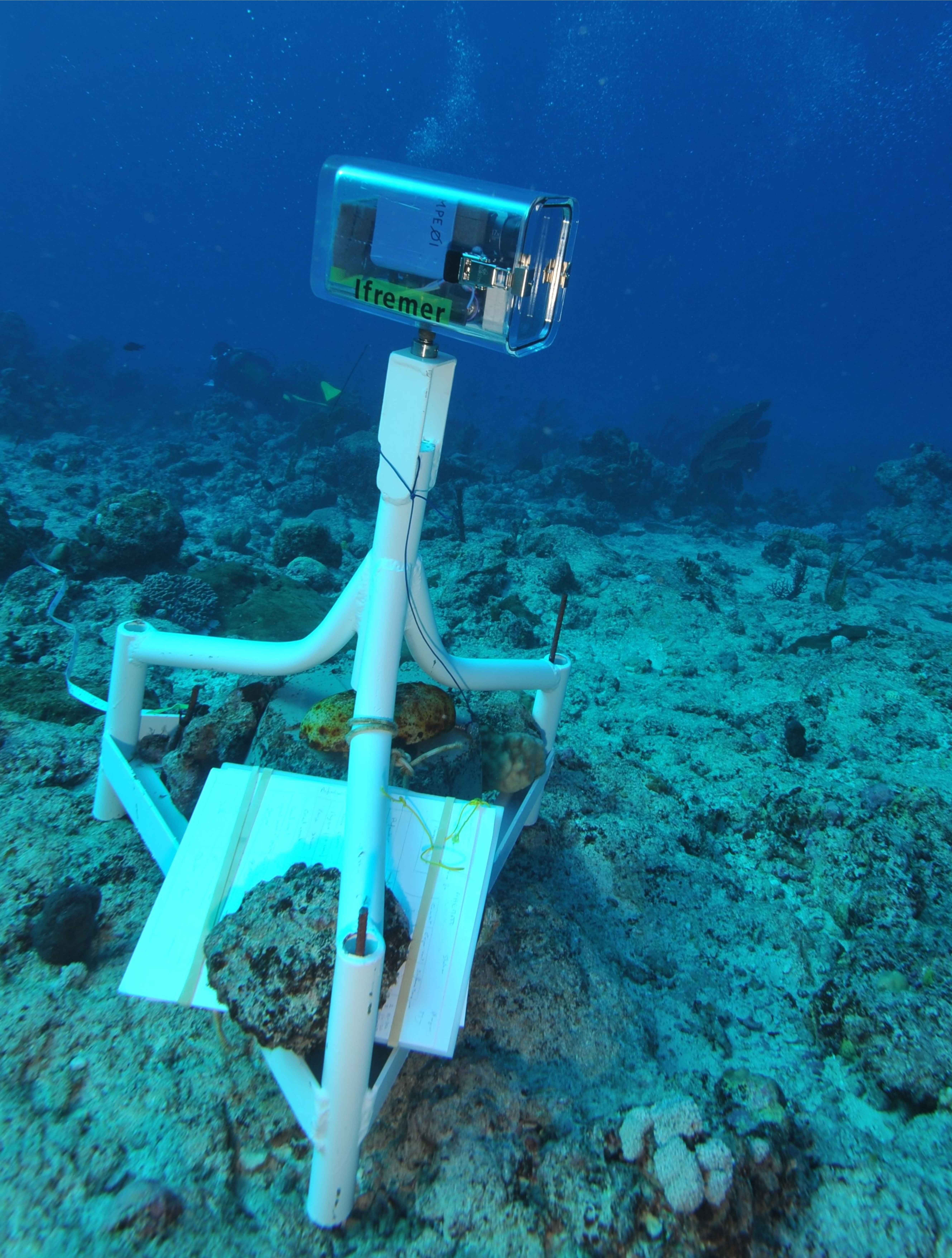 Das Foto zeigt eine Unterwasserkamera die im Boden verankert ist udn Aufanhmen von Fischen macht