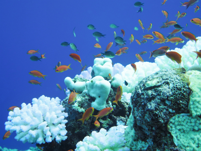 Gebleichtes Riff vor Saudi Arabien, links eine Koralle der Gattung Pocillopora | Foto: Claudia Pogoreutz, ZMT