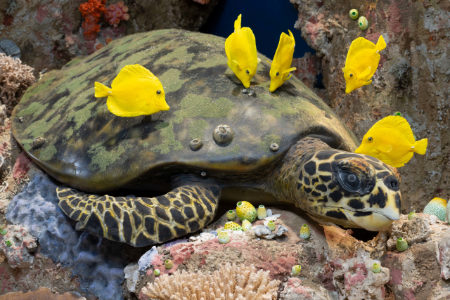 Echte Karettschildrköte Eretmochelys imbricata und Gelber Segelflossendoktorfisch Zebrasoma flavescens | Foto: Senckenberg / Tränkner