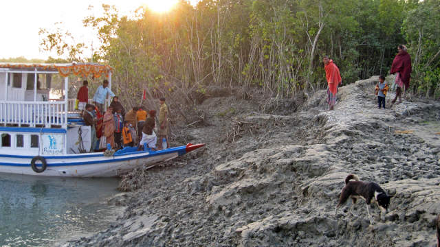 In the mangroves of the Sundarbans | Photo: Annika Stalling, ZMT