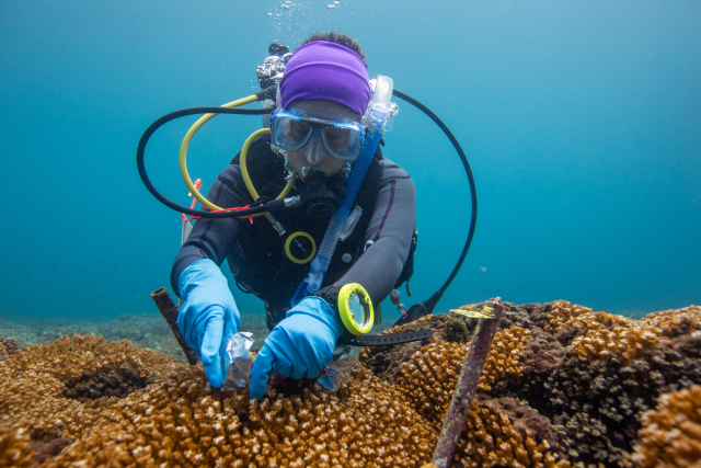 STRI-Stipendiatin Diana Lopez aus Kolumbien erforscht die Korallenriffe im Coiba-Nationalpark in Panama | Foto: Ana Endara, STRI