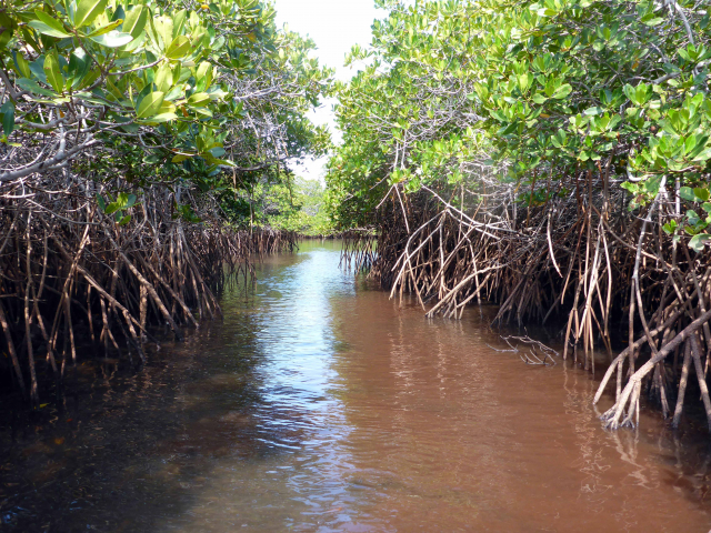 Mangrove in Mexiko (Foto: Martin Zimmer)